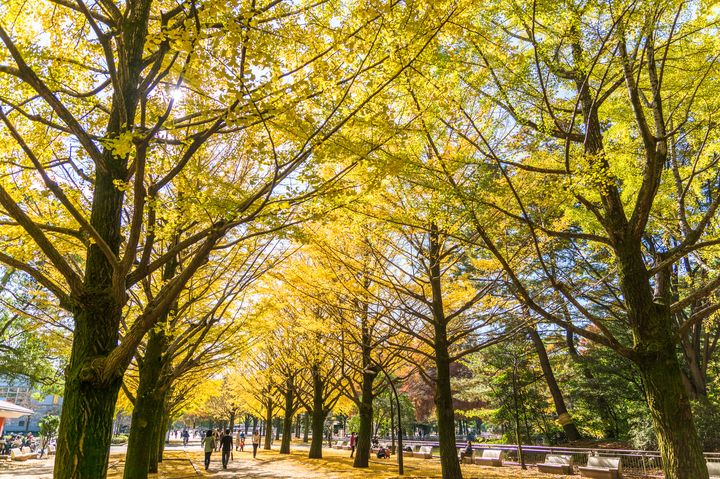 紅葉が奏でる黄金のトンネル 光が丘公園の イチョウ並木 を見に行こう Retrip リトリップ