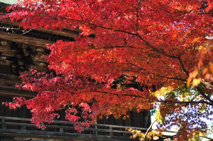 秋のお寺巡りがオススメ 鎌倉で行くべき人気紅葉スポット６選 Retrip リトリップ