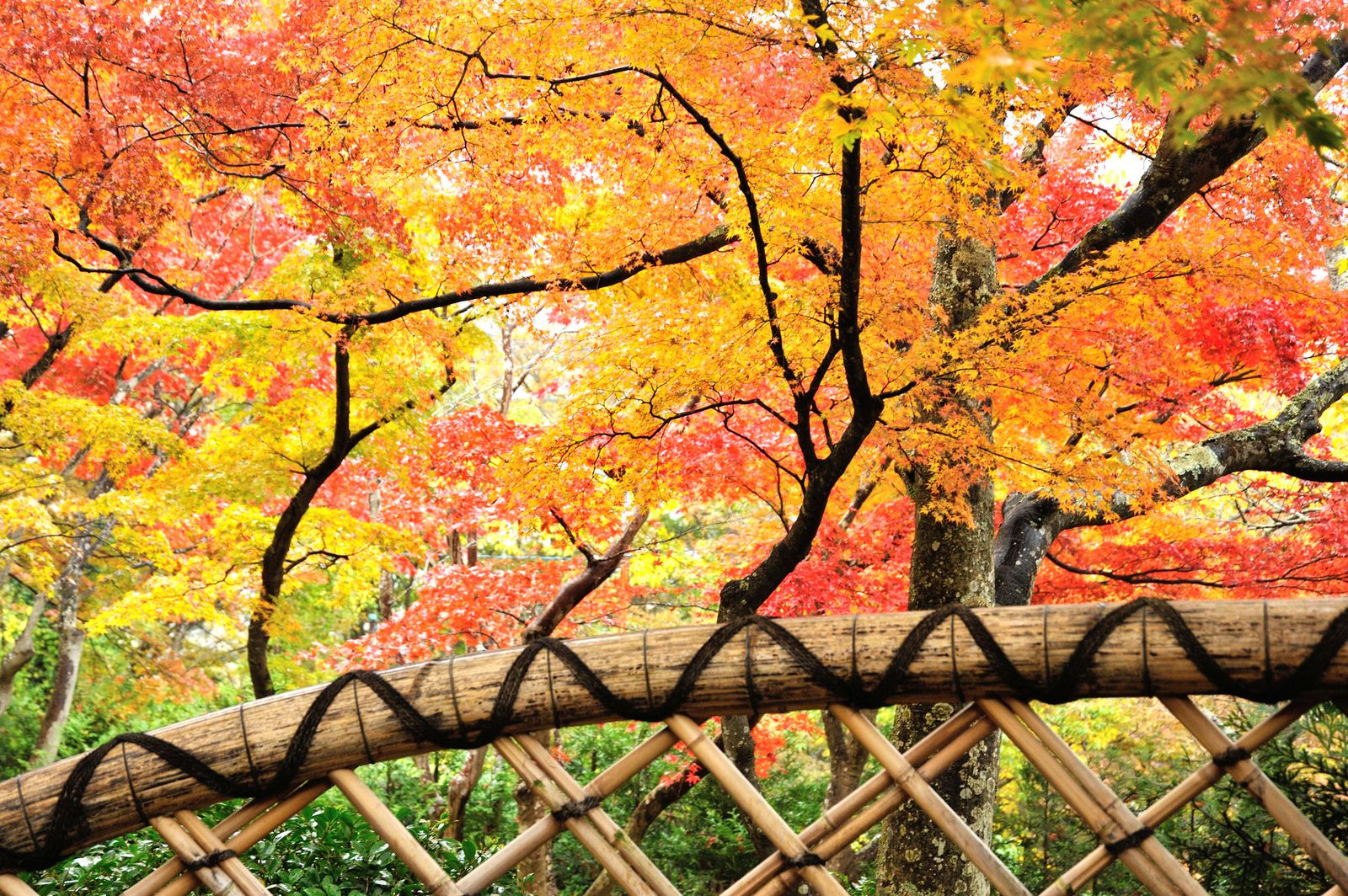 箱根一の紅葉を見逃してない 箱根美術館 の紅葉が美しすぎる Retrip リトリップ