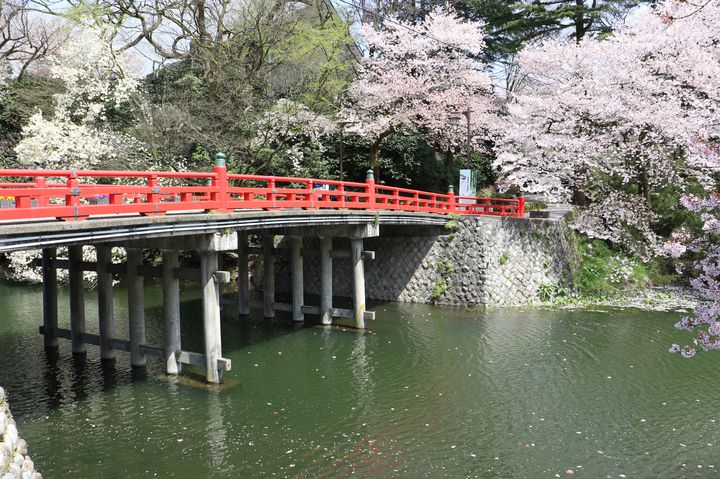 終了 桜 ぼんぼりで幻想的な夜を 富山県 高岡古城公園の桜に酔いしれる Retrip リトリップ