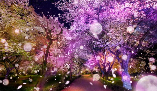 開催中止 夜桜に酔いしれる 京都 二条城でflowers By Naked 桜 開催 Retrip リトリップ