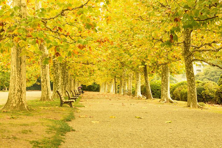 洗練された都会のオアシス 秋の休日は 新宿御苑 の紅葉に癒されよう Retrip リトリップ