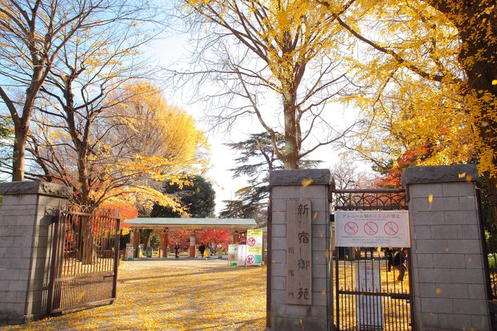 洗練された都会のオアシス！秋の休日は「新宿御苑」の紅葉に癒されよう