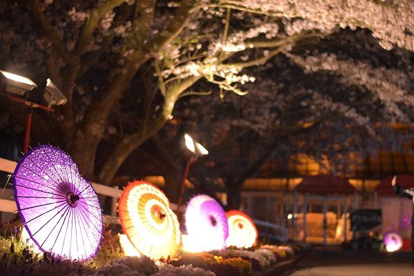 終了 和 夜桜 動物 牧場ならではの夜のお花見 成田ゆめ牧場で 夜桜ライトアップ 開催 Retrip リトリップ