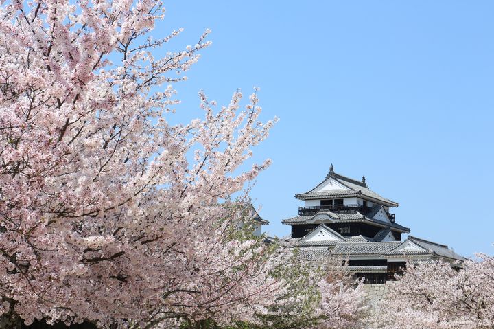 終了 天守閣 桜で歴史ある春を感じる 愛媛県 松山城にて桜が見ごろ Retrip リトリップ