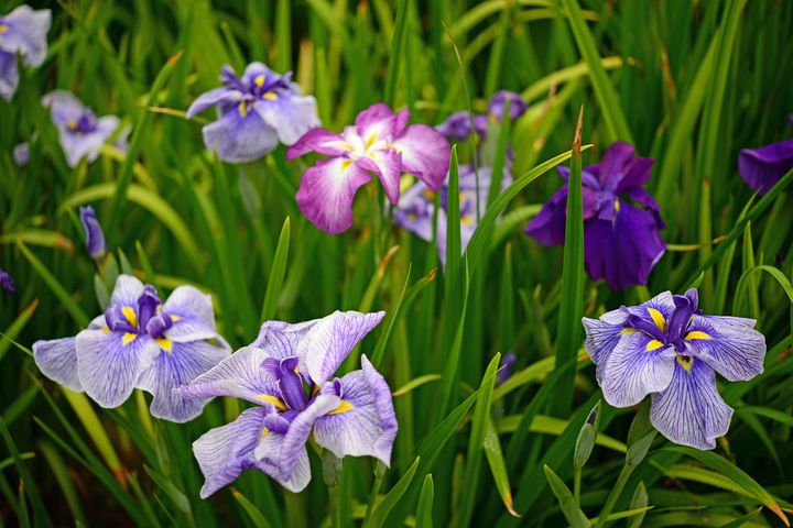 中止 愛知県の大池公園にて美しい花しょうぶが見頃に 花しょうぶ祭り 開催 Retrip リトリップ