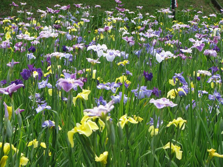 【中止】愛知県の大池公園にて美しい花しょうぶが見頃に。「花しょうぶ祭り」開催！