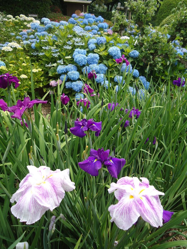 終了 四国最大級の日本庭園で花菖蒲が咲き誇る 南楽園花菖蒲まつり 愛媛で開催 Retrip リトリップ