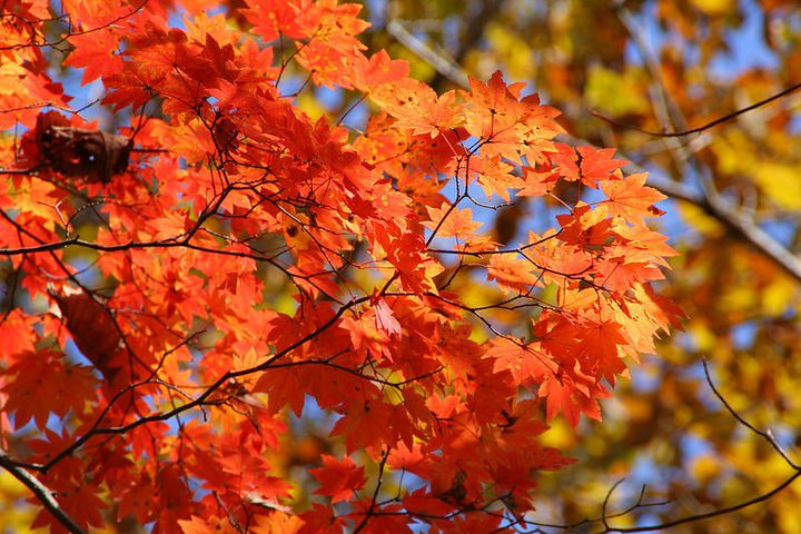 穴場紅葉スポットはここ 日帰りで行ける千葉県 成田山公園 の紅葉を見に行こう Retrip リトリップ