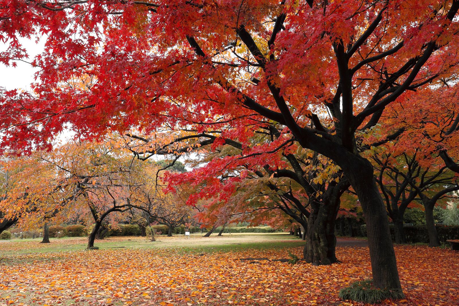 東大に紅葉の名所が 小石川植物園 の美しすぎる紅葉情報まとめ Retrip リトリップ