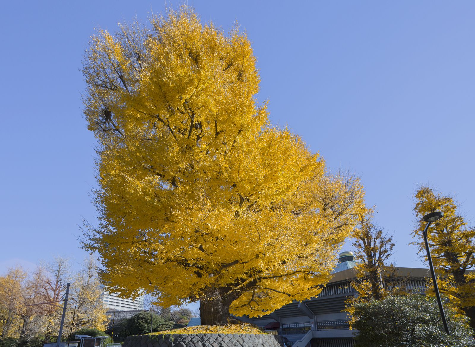 メイン画像 大都会に残された自然 北の丸公園 の紅葉が絵に描いたように美しい Retrip リトリップ