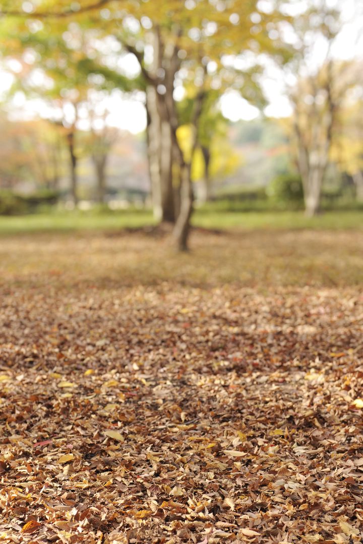 大都会に残された自然 北の丸公園 の紅葉が絵に描いたように美しい Retrip リトリップ