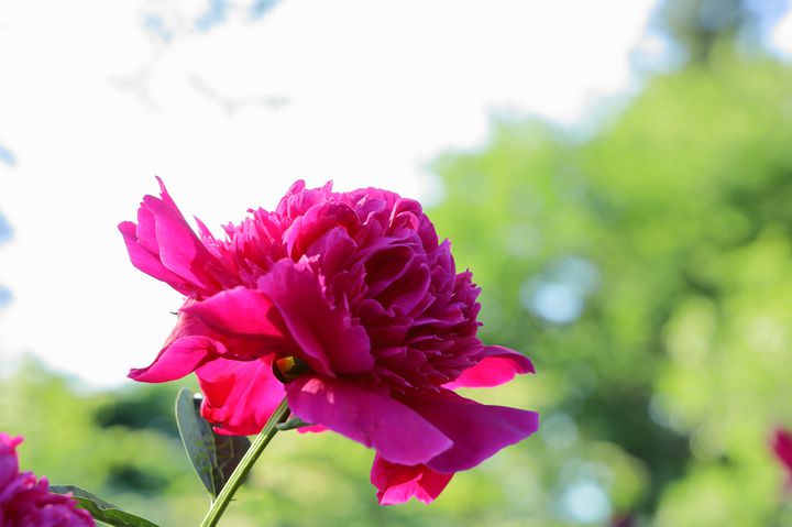 終了】美しさの象徴「芍薬」を見にいこう！青森県で「芍薬まつり 2021 