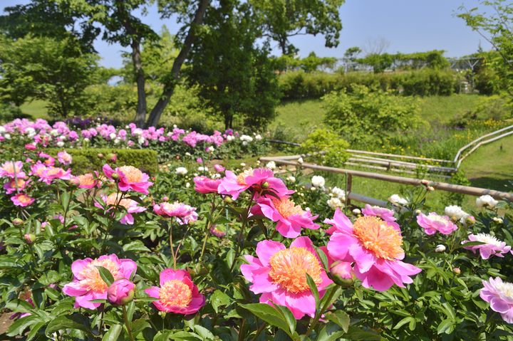 終了 美しさの象徴 芍薬 を見にいこう 青森県で 芍薬まつり 21 開催 Retrip リトリップ