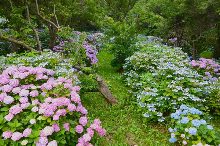 梅雨の訪れを感じて 北海道の紫陽花おすすめスポット7選 Retrip リトリップ