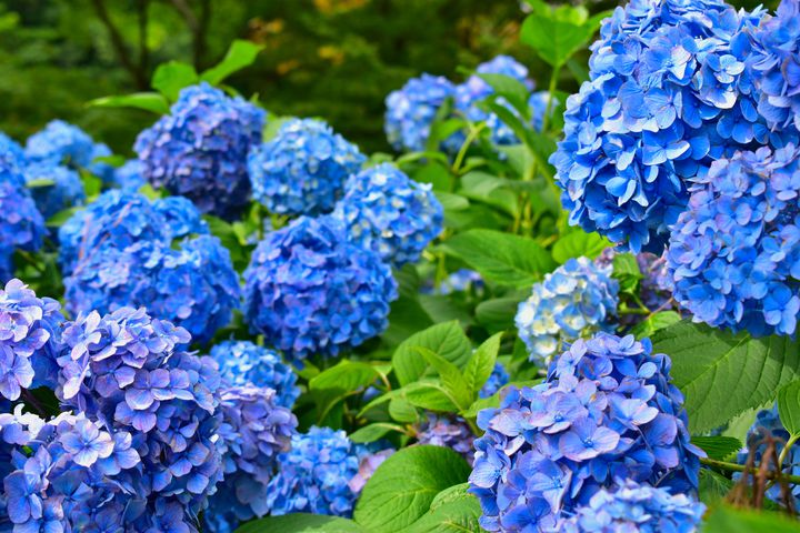 梅雨の季節だけの絶景 中国地方で外せない紫陽花スポットlist Retrip リトリップ