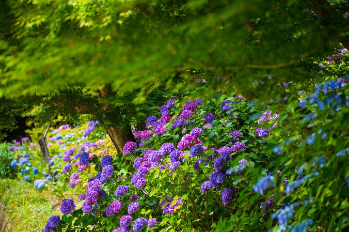 梅雨の季節だけの絶景 中国地方で外せない紫陽花スポットlist Retrip リトリップ