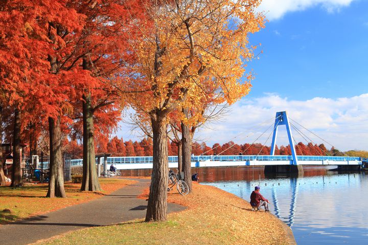 空と紅葉のコントラスト！都立水元公園の「見上げる」紅葉が美しい 