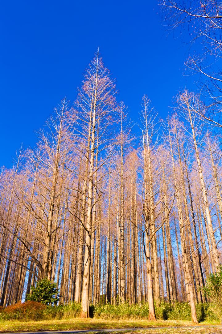 空と紅葉のコントラスト！都立水元公園の「見上げる」紅葉が美しい 