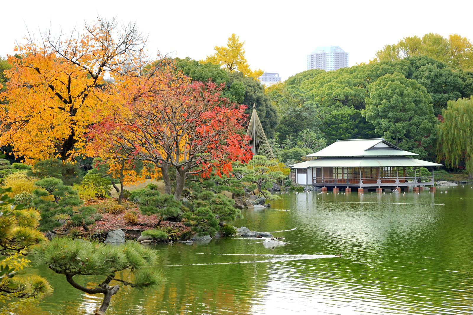2枚目の画像 東京都内の超穴場スポット 美しい紅葉の名所 清澄庭園 が楽園すぎる Retrip リトリップ