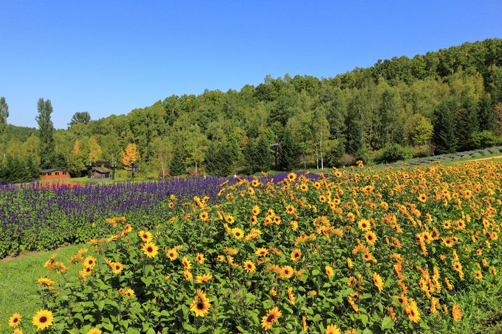 国営滝野すずらん丘陵公園 が今シーズンようやく開園 その魅力をまとめてみました Retrip リトリップ
