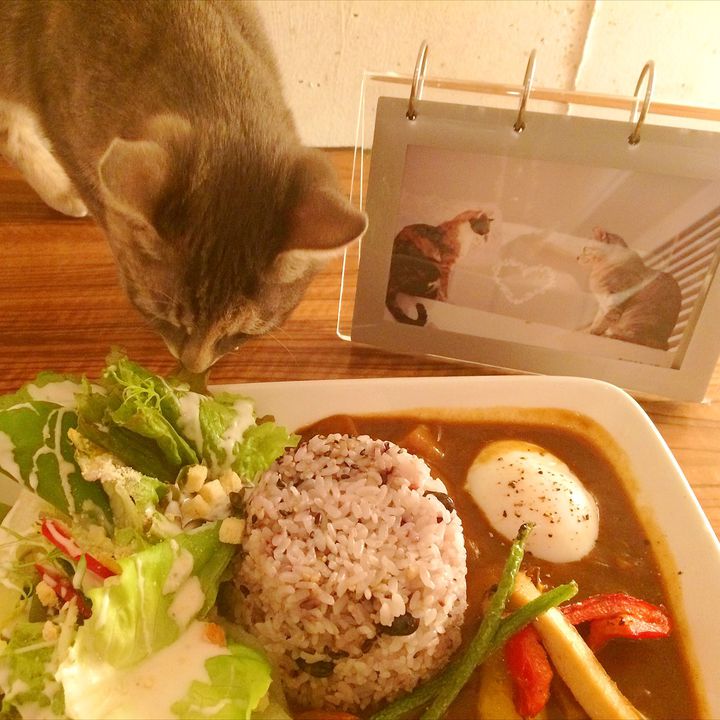 最近癒しが足りないあなた 猫が解決 福岡県の猫カフェスポット7選 Retrip リトリップ