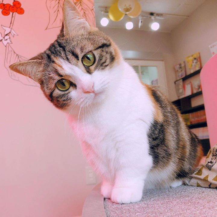 最近癒しが足りないあなた 猫が解決 福岡県の猫カフェスポット7選 Retrip リトリップ