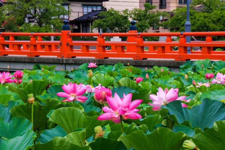 終了 城下を染める蓮の花 高田城址公園観蓮会 開催 Retrip リトリップ
