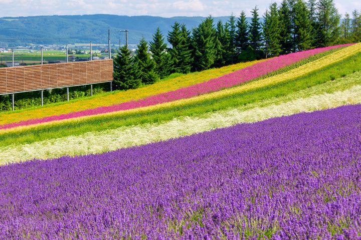 この夏行きたい 心が癒される全国の花畑絶景スポット10選 Retrip リトリップ
