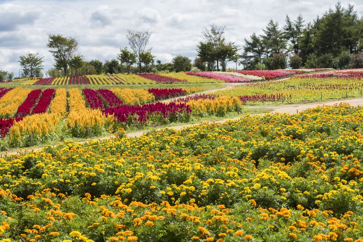 この夏行きたい 心が癒される全国の花畑絶景スポット10選 Retrip リトリップ