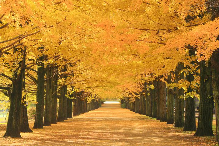昭和記念公園