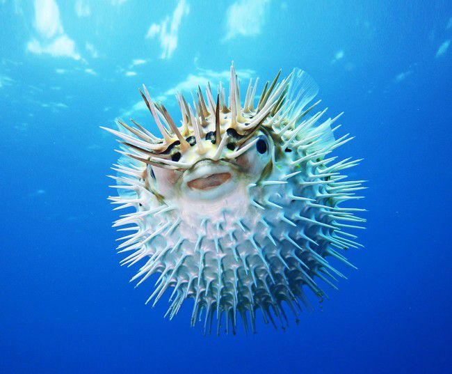 メイン画像 ざんねんだけど愛らしい サンシャイン池袋にて ざんねんないきもの展２ 開催 Retrip リトリップ