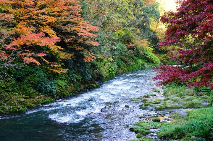 ライトアップも行われる石川県の人気紅葉スポット 山中温泉の 鶴仙渓 に行きたい Retrip リトリップ