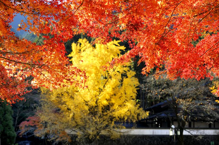 東京都内とは思えない絶景 御岳渓谷 の紅葉はため息がでるほど美しい Retrip リトリップ