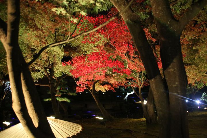 開催中 島根県が誇る本格的日本庭園 由志園 にて紅葉ライトアップが開催 Retrip リトリップ