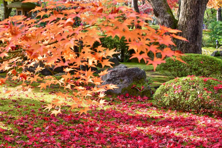 開催中 島根県が誇る本格的日本庭園 由志園 にて紅葉ライトアップが開催 Retrip リトリップ