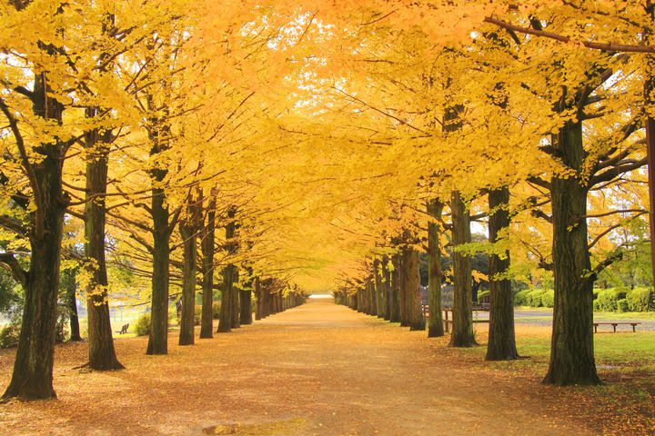 イチョウ並木に吸い込まれて。国営昭和記念公園にて「秋の夜散歩」開催