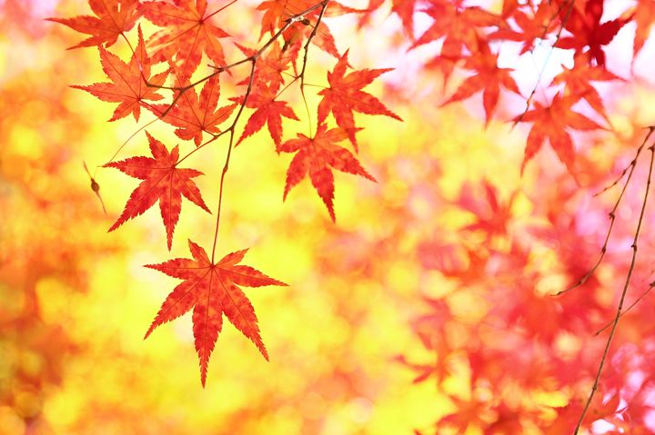 足湯にも入れちゃう！今年は『万葉公園』で癒やしの紅葉狩りをしよう