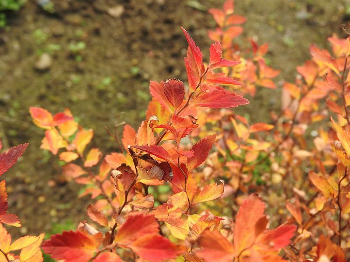 足湯にも入れちゃう 今年は 万葉公園 で癒やしの紅葉狩りをしよう Retrip リトリップ