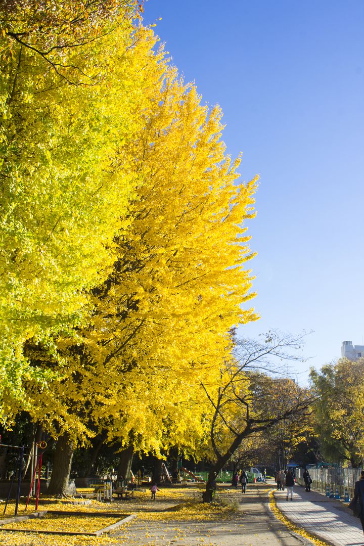 芸術だけじゃない 上野恩賜公園 は紅葉も楽しめる最高の秋スポット Retrip リトリップ