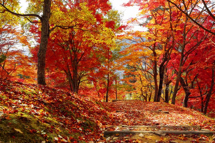 まさに秋の絶景 富士山 紅葉 を眺められる 丹沢湖 が美しすぎる Retrip リトリップ