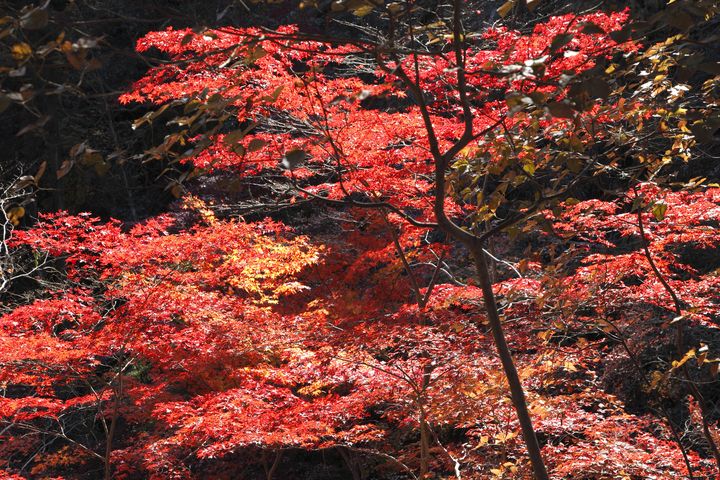 これぞ秋の絶景 埼玉の穴場紅葉スポット 鳥居観音 の紅葉が美しい Retrip リトリップ