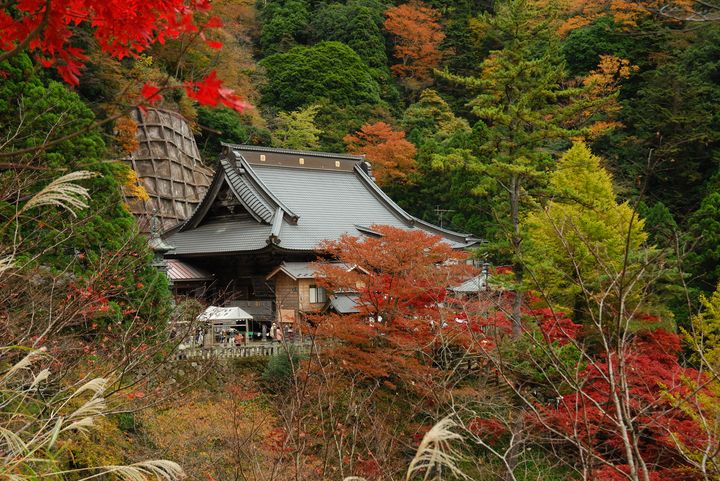 人生で一度は見たい！「大山寺」の紅葉ライトアップが美しすぎる