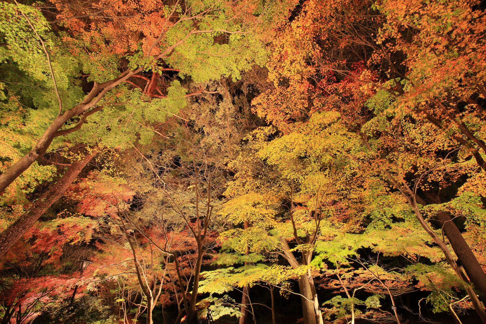 ロマンチックな秋の絶景 国営武蔵丘陵森林公園 で紅葉 イルミを楽しもう Retrip リトリップ