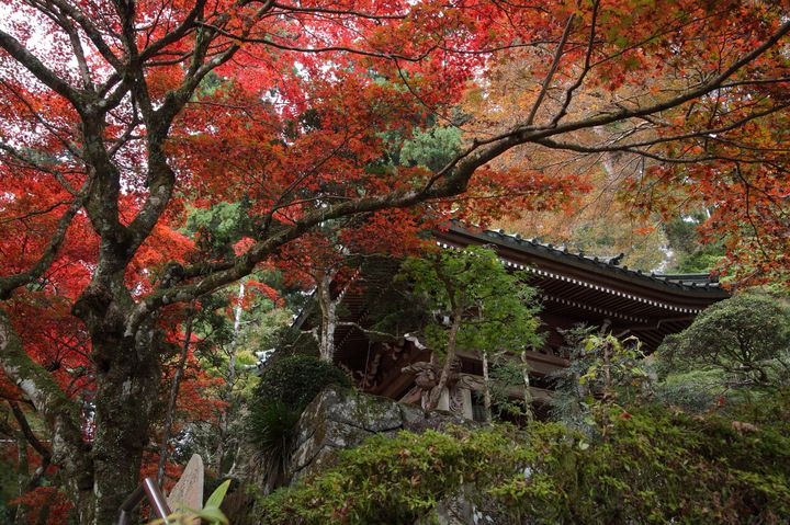 ご利益がこんなにも 神奈川 大雄山最乗寺の紅葉でパワーチャージしない Retrip リトリップ