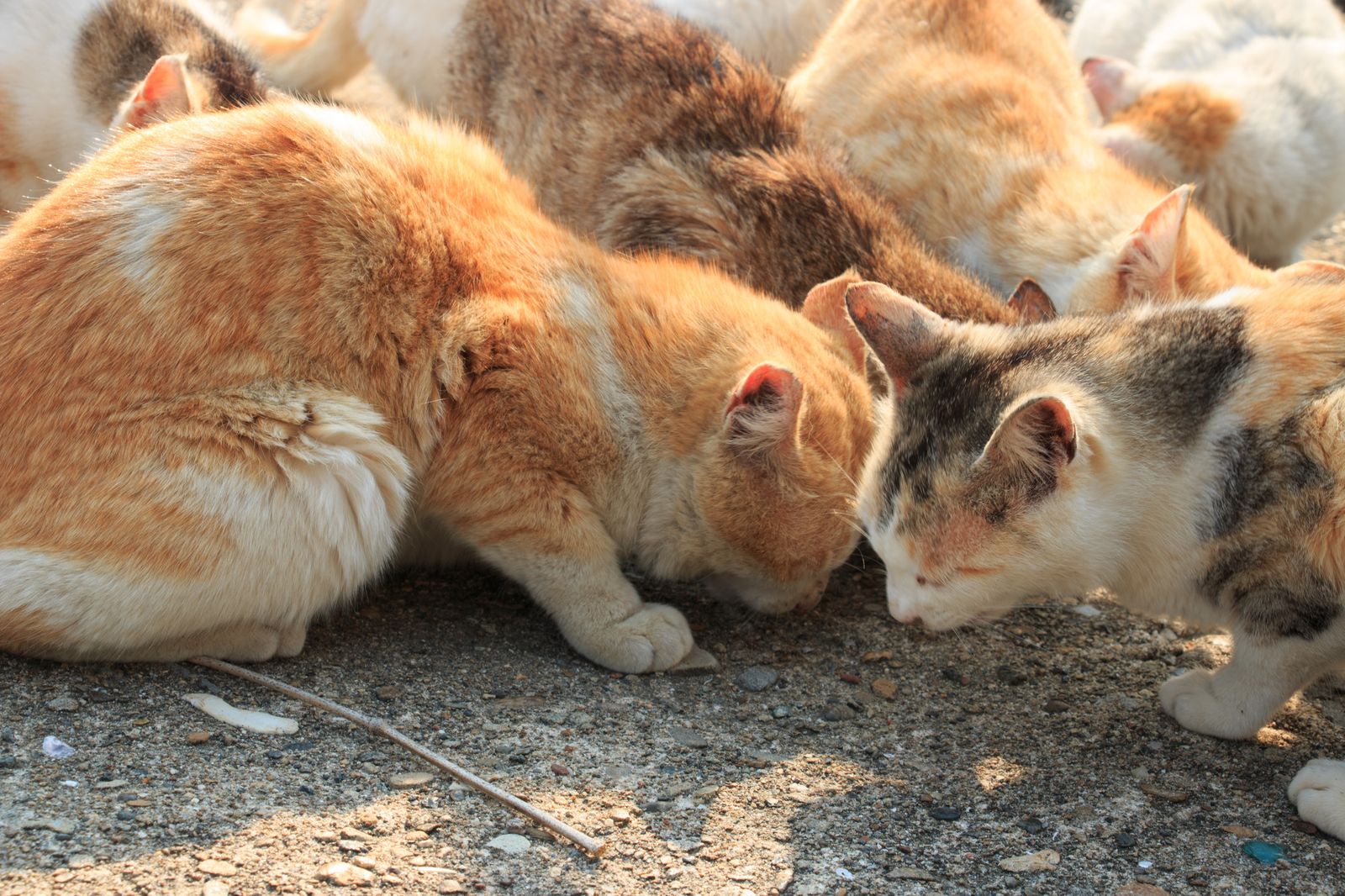 住民よりも猫のほうが多い 猫の楽園 青島 が猫好きにはたまらない Retrip リトリップ