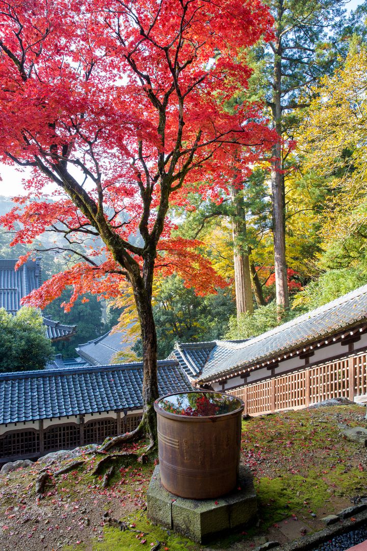 福井にもこんなところが 永平寺 の10万坪の紅葉に酔いしれる Retrip リトリップ