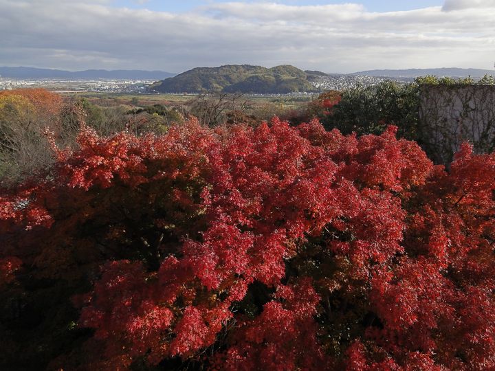 紅葉の中を走り抜けるケーブルカー 京都 石清水八幡宮の紅葉が絶景 Retrip リトリップ