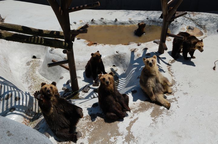 クマとアイヌ文化を学ぶ！登別「のぼりべつクマ牧場」でしたい5つのこと | RETRIP[リトリップ]