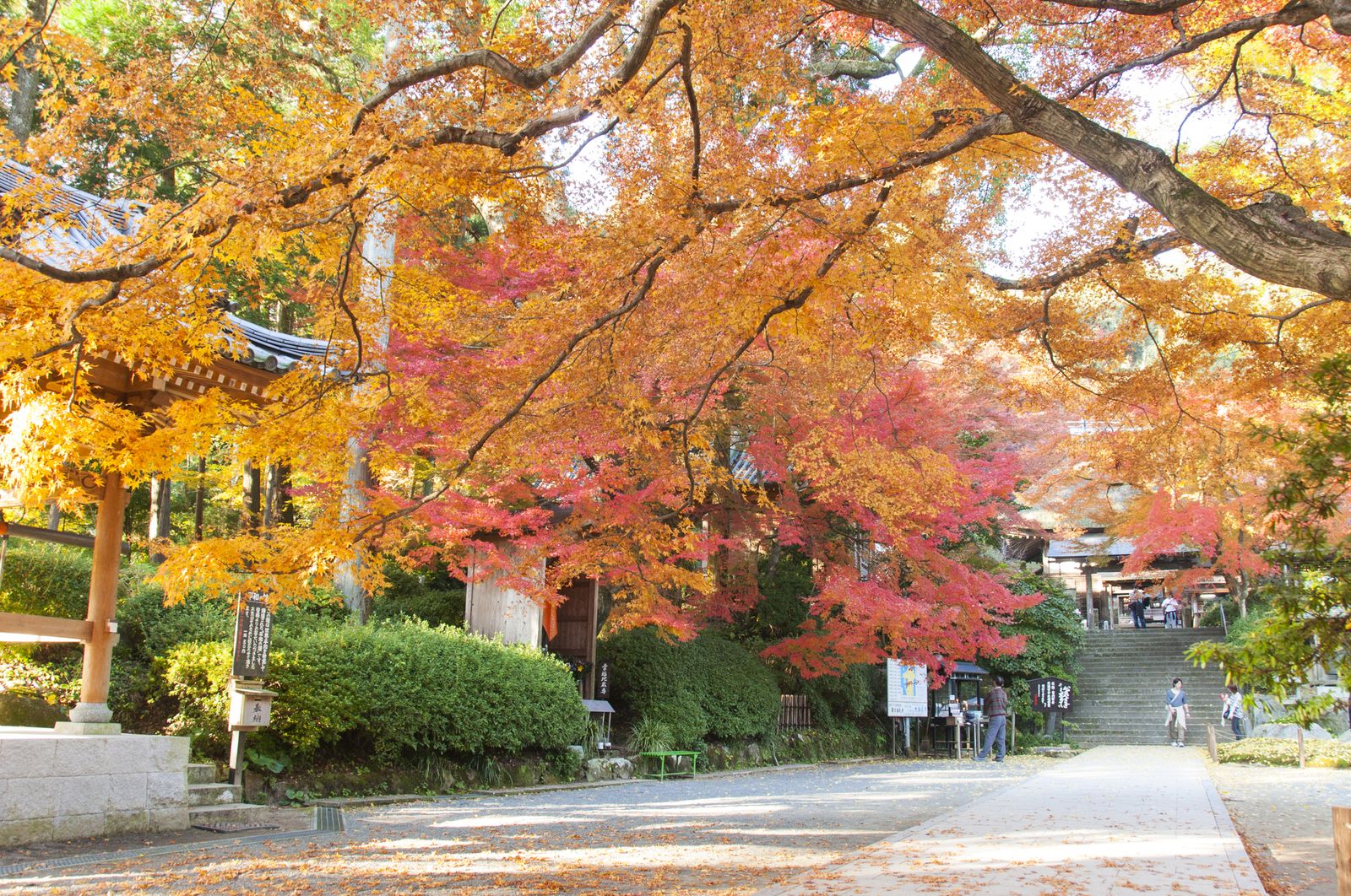 ここ 見逃しとらん 佐賀県 大興善寺 の紅葉は息をのむほど美しい Retrip リトリップ